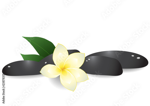 Vector illustration of black pebbles and frangipani