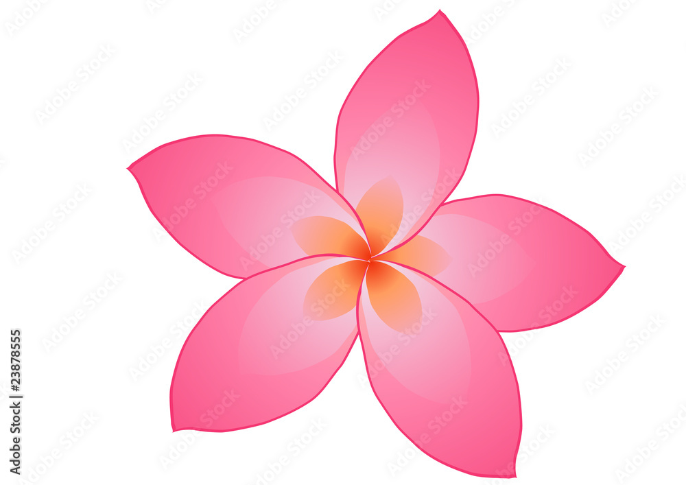 Vector illustration of pink frangipani flower