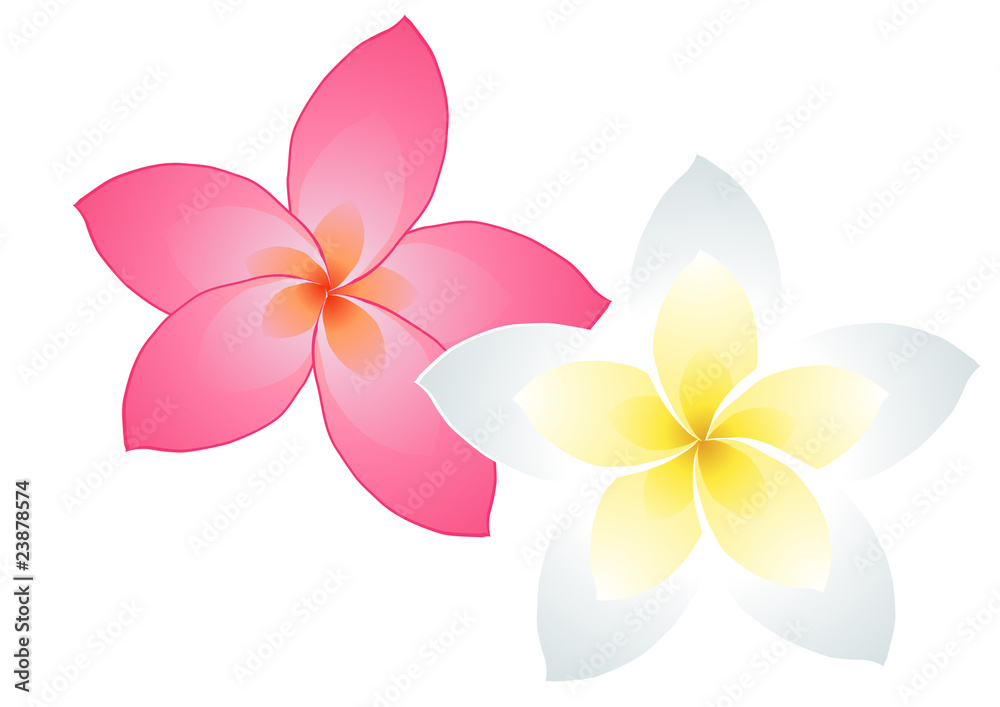 Vector illustration of two frangipani flowers Vector illustration of two frangipani flowers