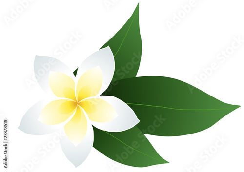 Vector illustration of frangipani with leaves