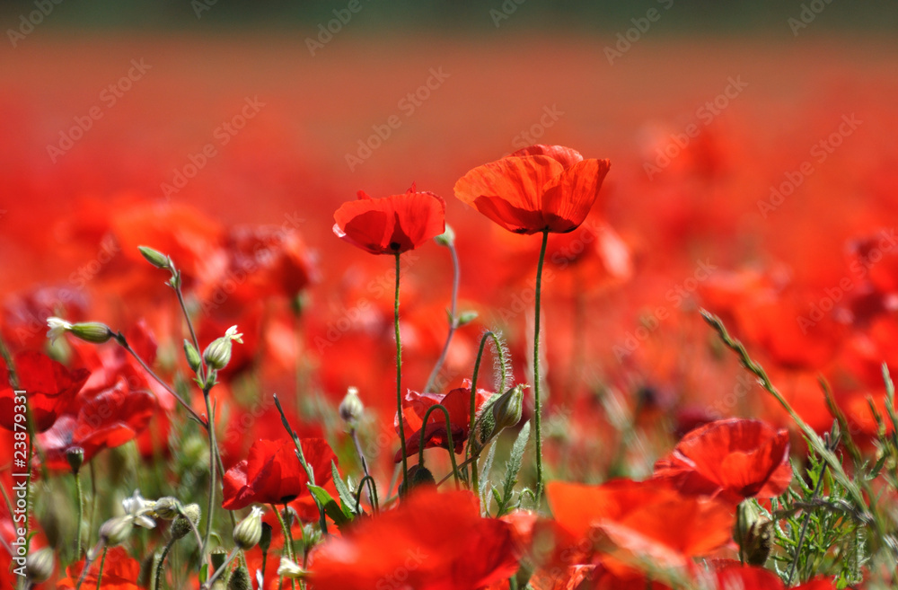 Obraz premium coquelicots 58