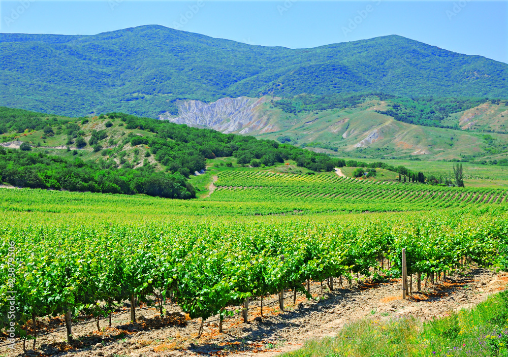 A plantation of grapevines, mountains and blue sky