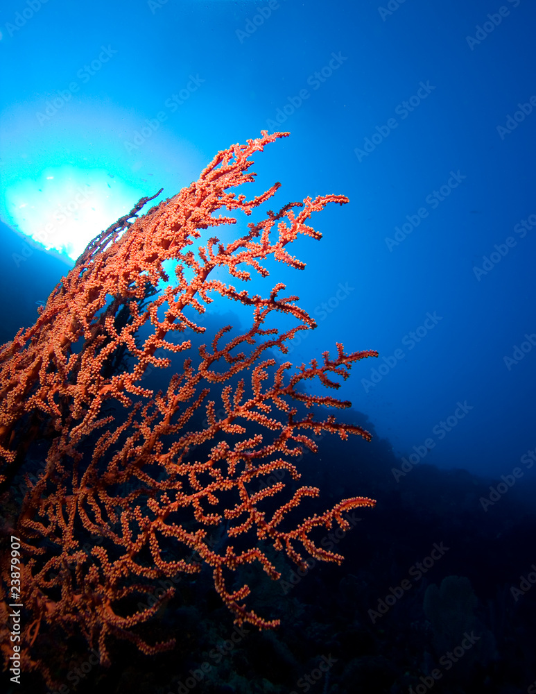 Fototapeta premium Light falls on red corals