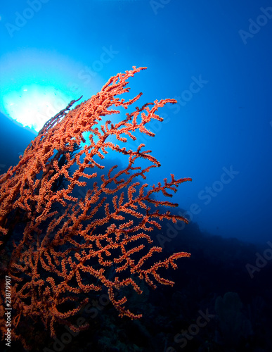 Light falls on red corals