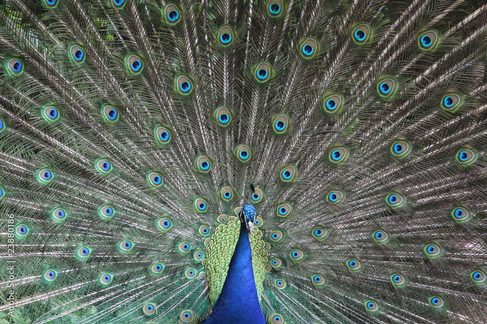 Fototapeta premium Peacock kręci kołem