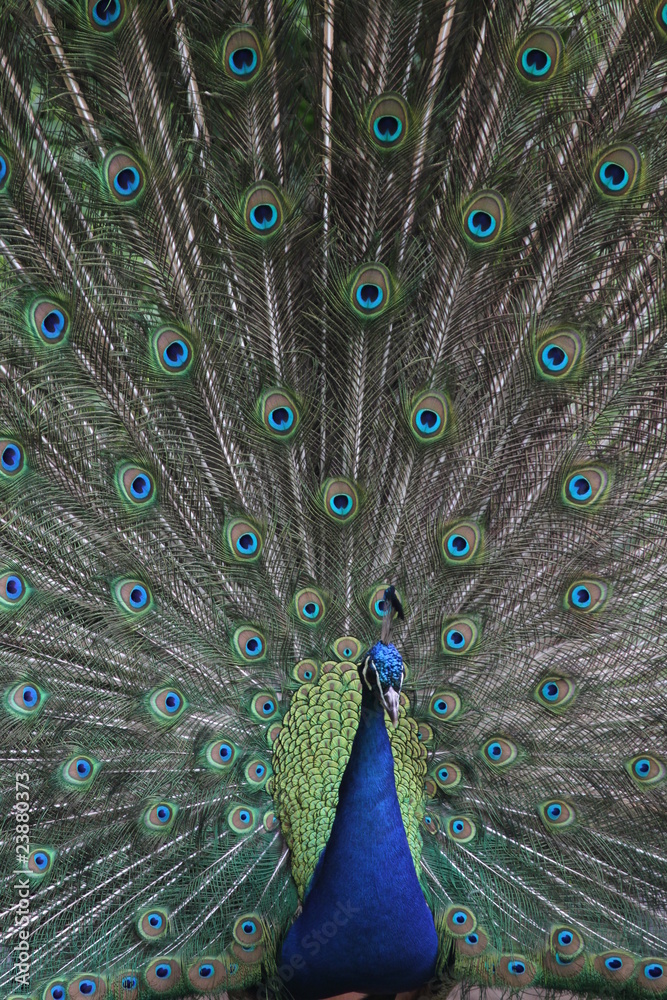 Naklejka premium Pfau schlägt ein Rad