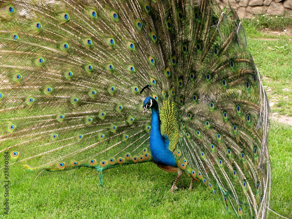 Naklejka premium Pavo cristatus