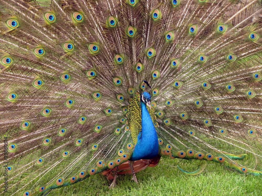 Obraz premium Pavo cristatus