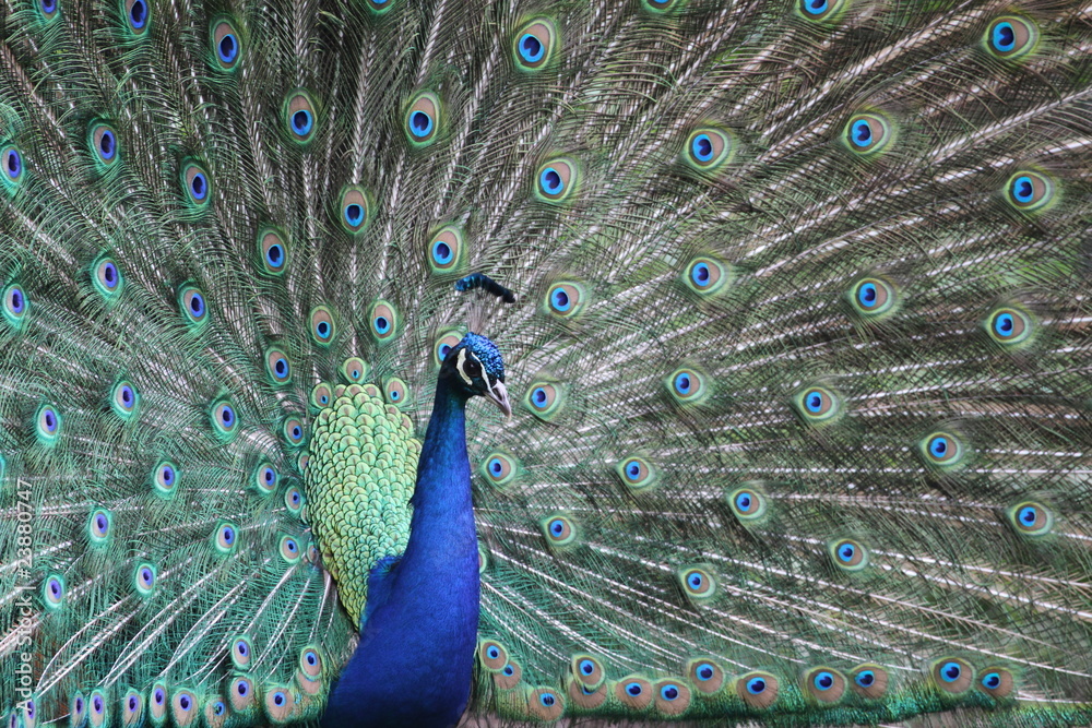 Obraz premium Pfau schlägt ein Rad
