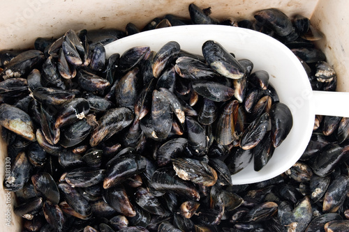 Moules Bourriche