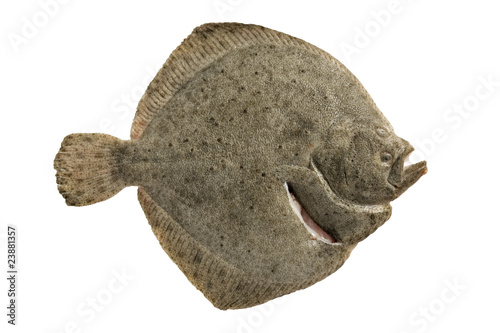Obraz na płótnie Turbot