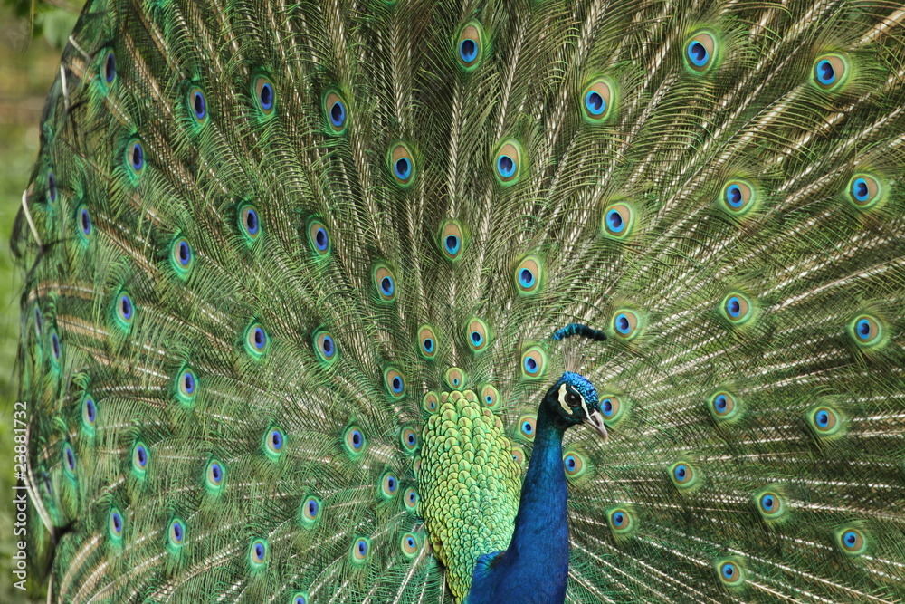 Obraz premium Pfau schlägt ein Rad