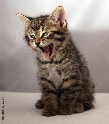 Fototapeta Naklejka Na Ścianę i Meble -  Adorable kitten 9