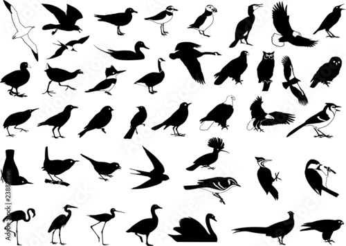 Oiseau