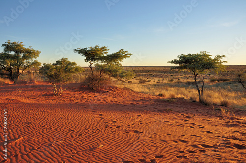 sabbia ed arbusti delle dune rosse del kalahari al tramonto