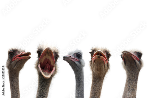 five ostrich heads
