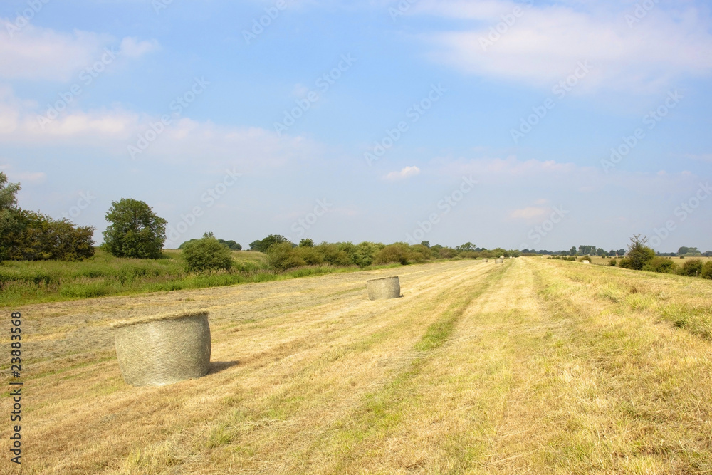 midsummer hayfield midsummer hayfield