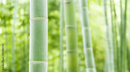 Bamboo forest, natural green background