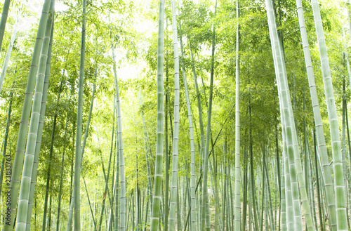 Bamboo forest, natural green background