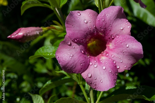 Allamanda Flower photo