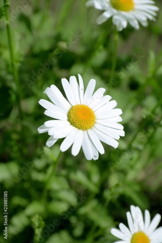 camomile in the field on a ...
