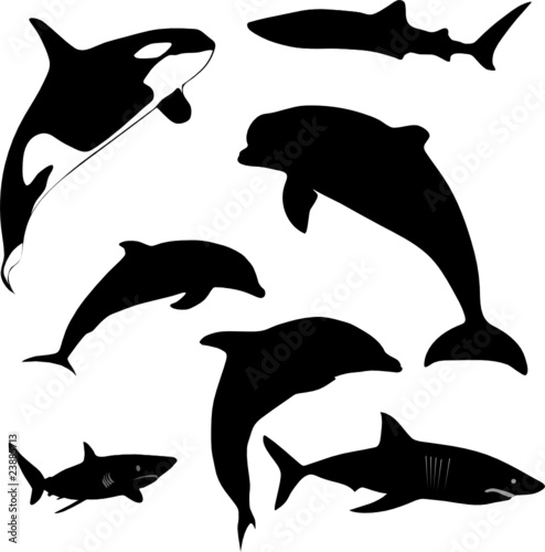 sea mammals and sharks