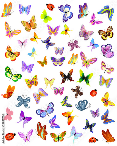 insects
