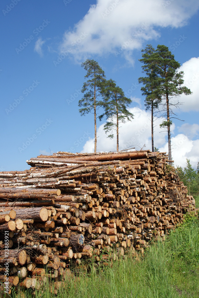 Stack of Timber Logs at Summer