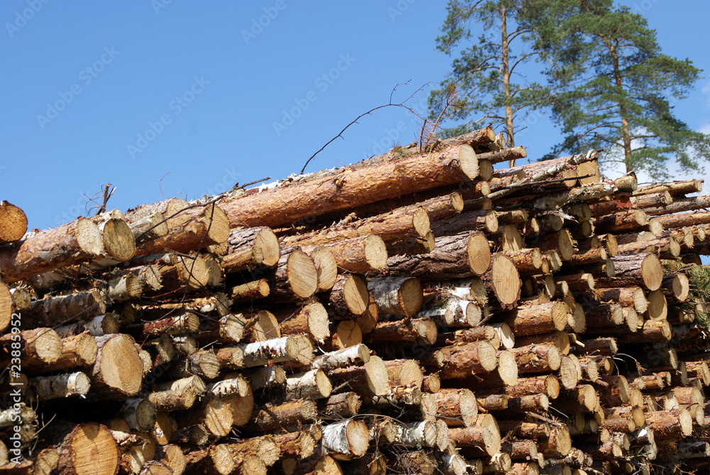 Fototapeta premium Stacked Wood Logs With Pine Trees