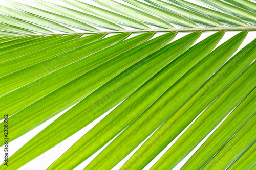Belle feuille de palmier verte © imagika