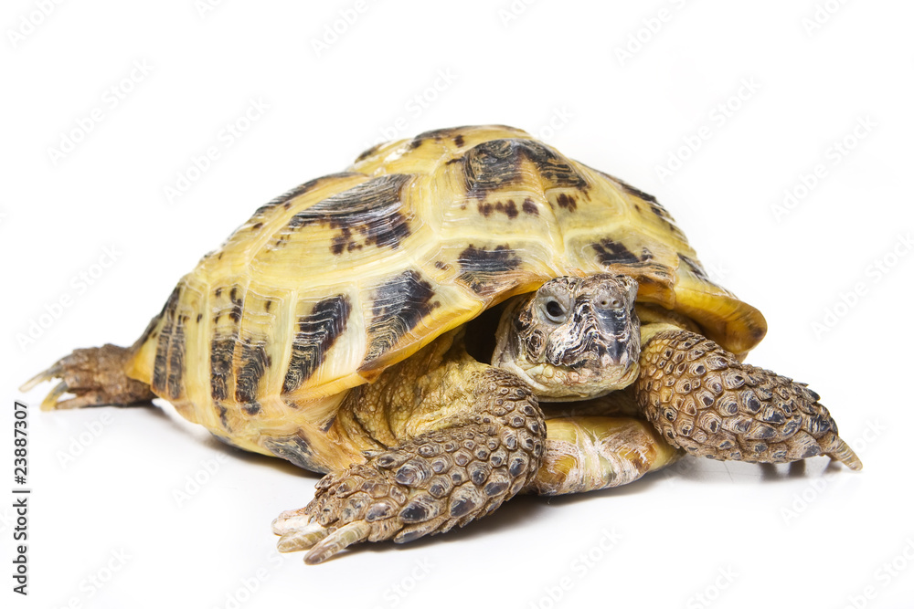 Naklejka premium Turtle isolated on white background