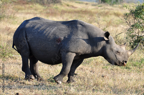 Africa Big Five  Black Rhinoceros
