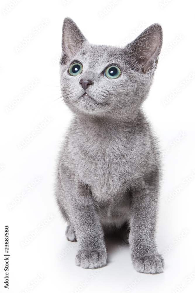 Russian blue kitten on white