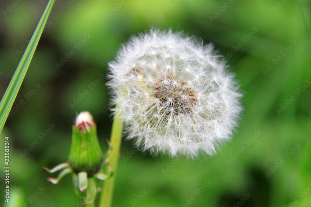 Fototapeta premium Dandelion