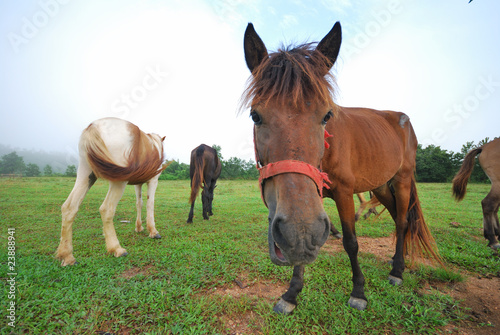 Many horses