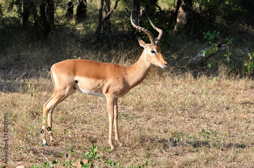 Africa Wildlife: Impala