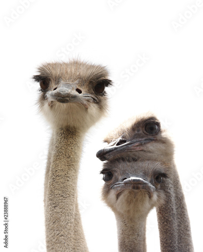 three funny ostrich heads isolated