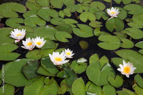 water lily