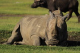 Rhinoceros (Rhinocerotidae), lake Nakuru, Kenya