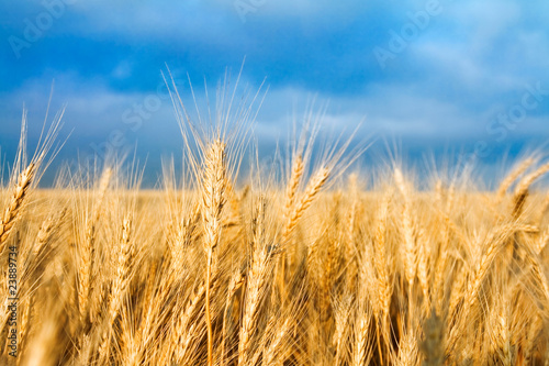 Golden wheat