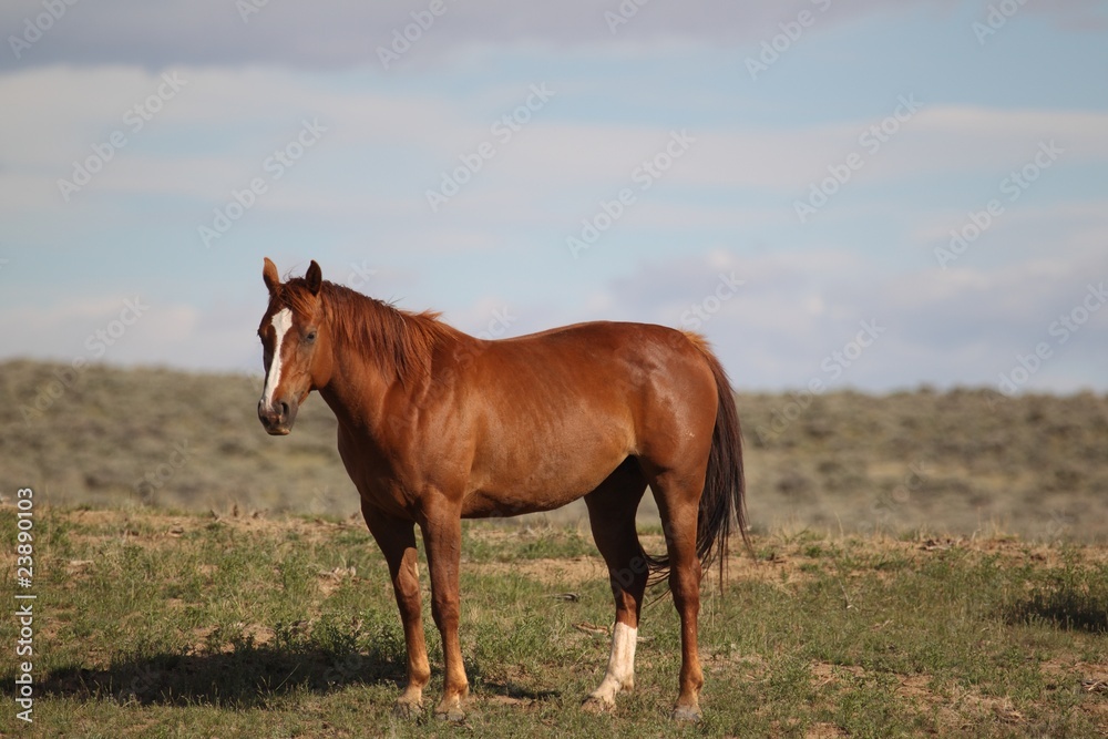 Obraz premium Dzikie Mustangi z McCullough Peak