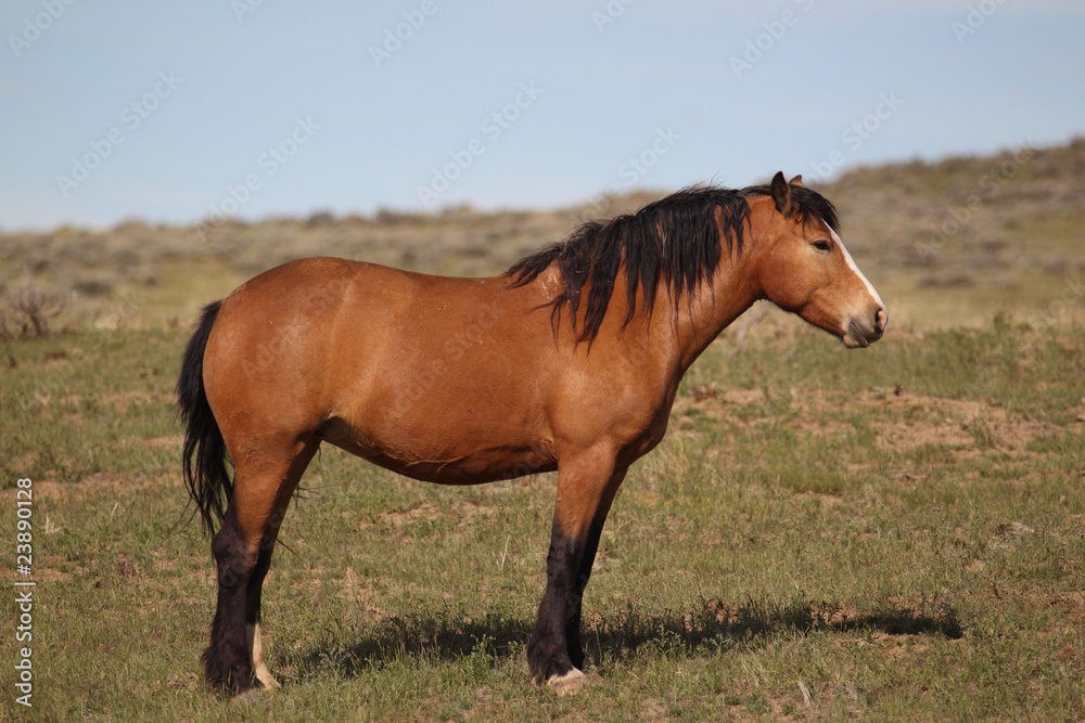 Obraz premium Wild Mustangs of McCullough Peak