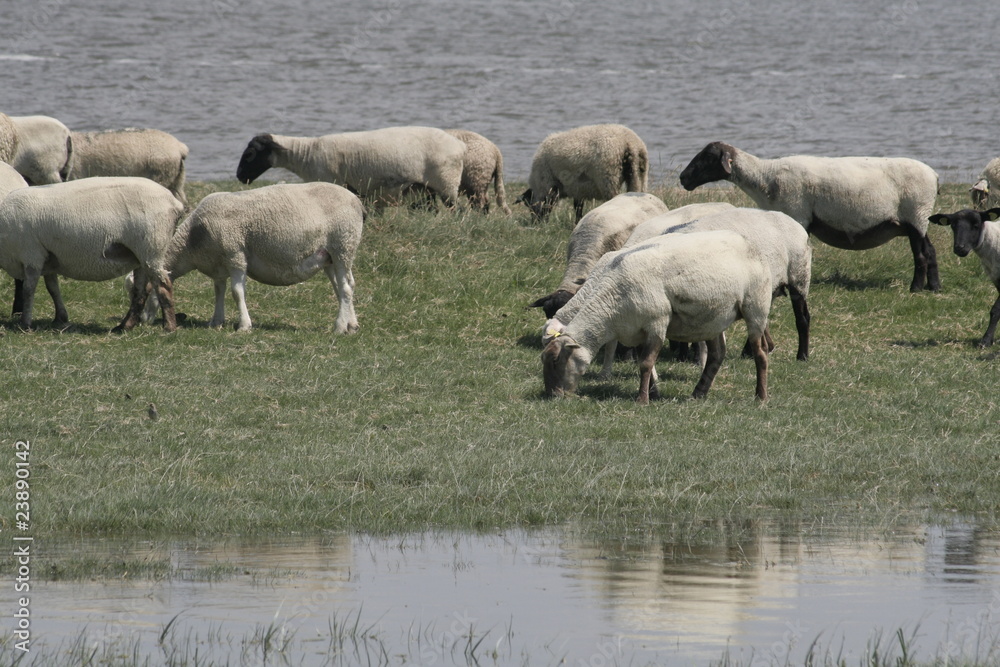 Fototapeta premium les moutons de prés salés