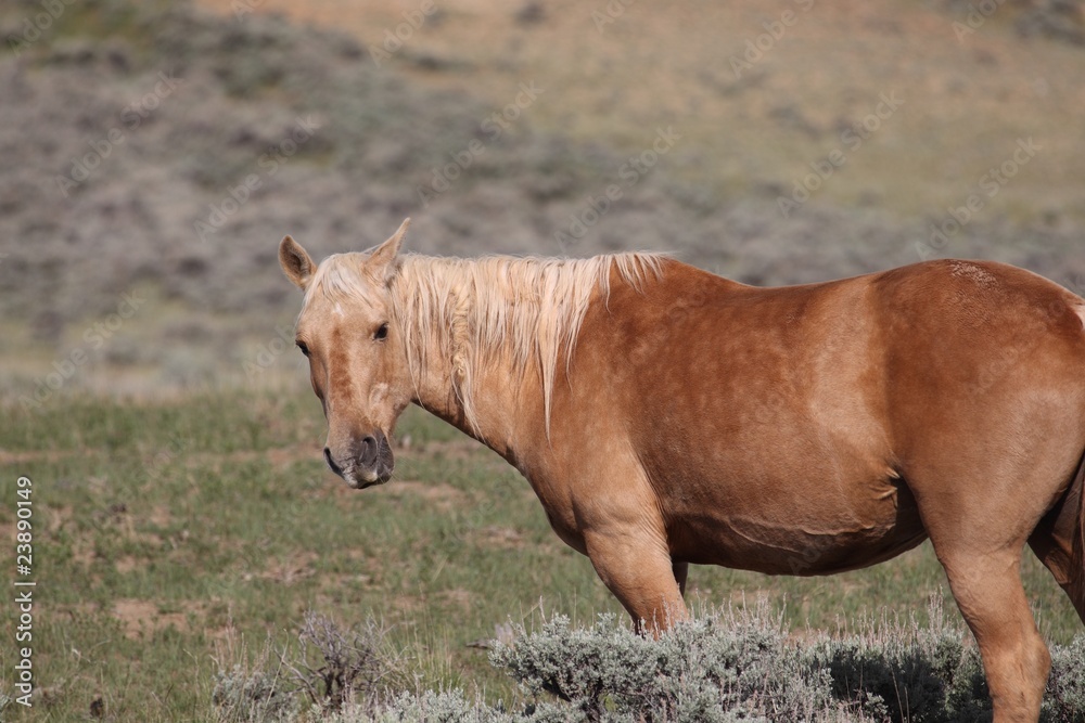 Fototapeta premium Wild Mustangs of McCullough Peak