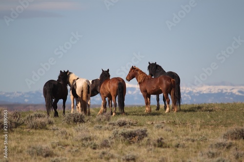 Wild Mustangs of McCullough Peak © Dennis Donohue
