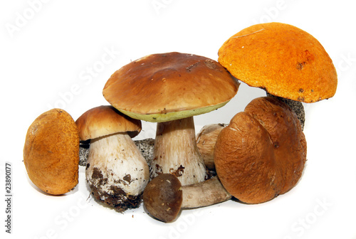 Porcini mushroom (Boletus edulis) aka bolete or penny bun isolat