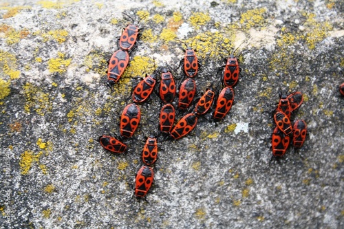 Bilde på lerret Bugs bug