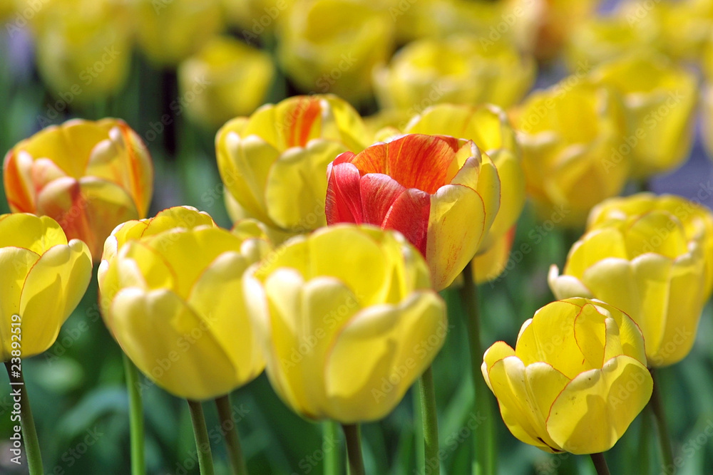 Fototapeta premium Yellow tulips in the garden