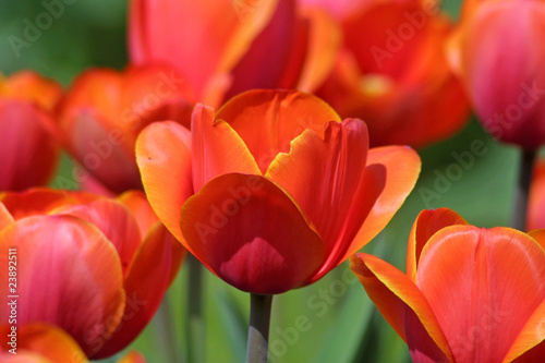 Close-up orange tulips in the garden