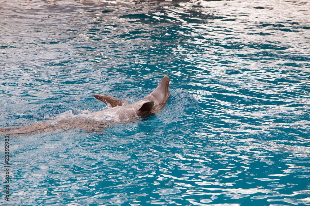 Dolphin play